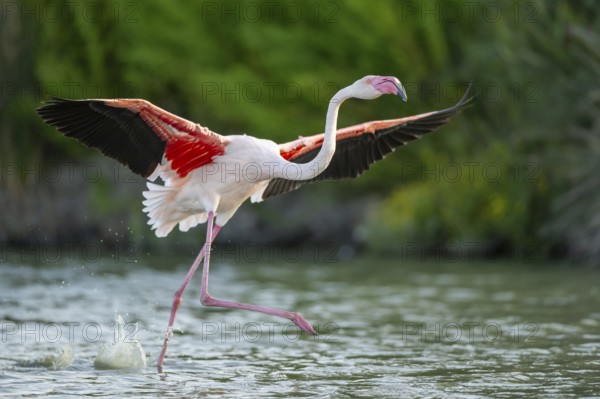 Greater Flamingo (Phoenicopterus roseus) starts flying from the water at sunset, Parc Naturel Regional de Camargue, France