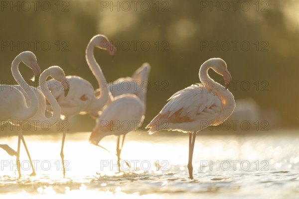 Greater Flamingo (Phoenicopterus roseus) standing in the water at sunset, Parc Naturel Regional de Camargue, France