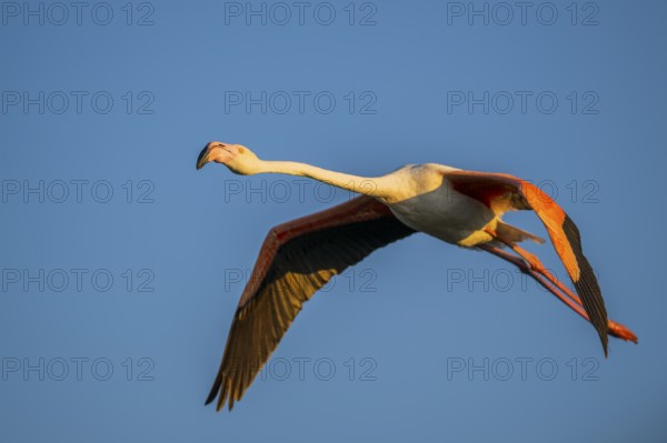 Greater Flamingo (Phoenicopterus roseus) flying in the sky at sunset, Parc Naturel Regional de Camargue, France