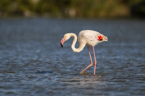 Greater Flamingo (Phoenicopterus roseus) walking in the water, Parc Naturel Regional de Camargue, France