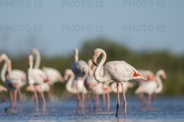 Greater Flamingos (Phoenicopterus roseus) standing in the water, Parc Naturel Regional de Camargue, France