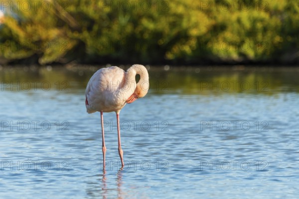Greater Flamingo (Phoenicopterus roseus) standing in the water, Parc Naturel Regional de Camargue, France