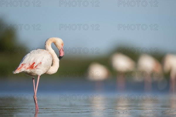 Greater Flamingo (Phoenicopterus roseus) walking in the water, Parc Naturel Regional de Camargue, France
