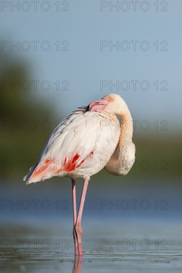 Greater Flamingo (Phoenicopterus roseus) standing in the water, Parc Naturel Regional de Camargue, France