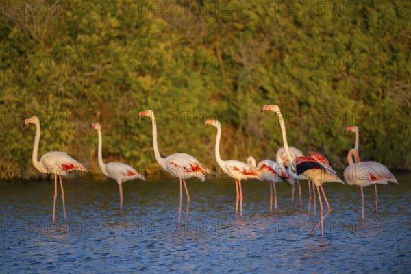 Greater Flamingo (Phoenicopterus roseus) standing in the water at sunset, Parc Naturel Regional de Camargue, France