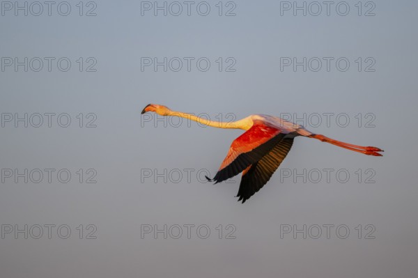 Greater Flamingo (Phoenicopterus roseus) flying in the sky at sunset, Parc Naturel Regional de Camargue, France