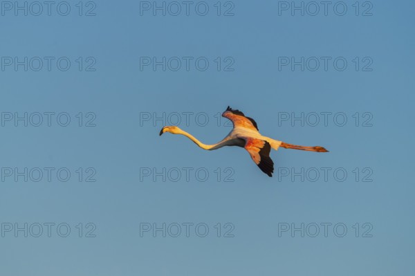Greater Flamingo (Phoenicopterus roseus) flying in the sky at sunset, Parc Naturel Regional de Camargue, France