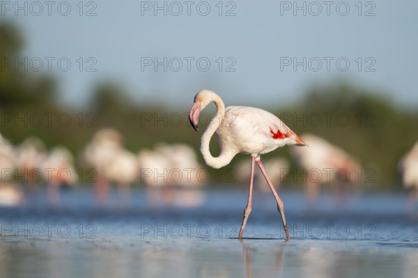 Greater Flamingo (Phoenicopterus roseus) walking in the water, Parc Naturel Regional de Camargue, France