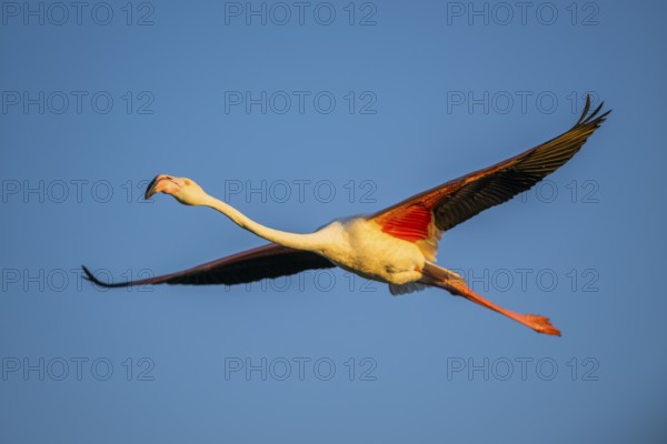 Greater Flamingo (Phoenicopterus roseus) flying in the sky at sunset, Parc Naturel Regional de Camargue, France