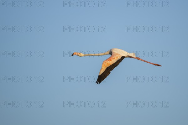 Greater Flamingo (Phoenicopterus roseus) flying in the sky, Parc Naturel Regional de Camargue, France