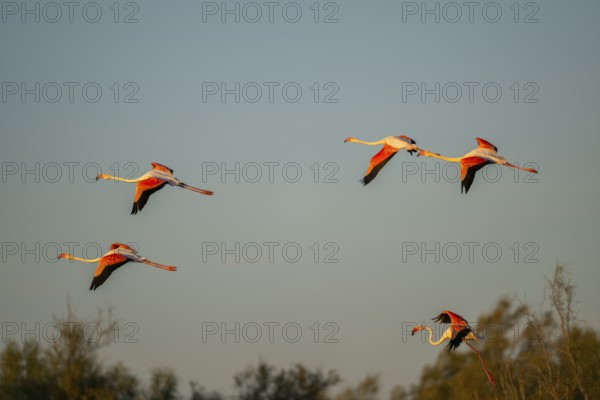 Greater Flamingo (Phoenicopterus roseus) flying in the sky at sunset, Parc Naturel Regional de Camargue, France