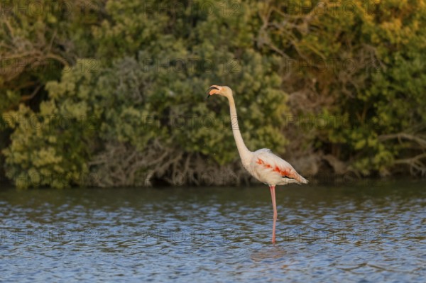 Greater Flamingo (Phoenicopterus roseus) standing in the water at sunset, Parc Naturel Regional de Camargue, France