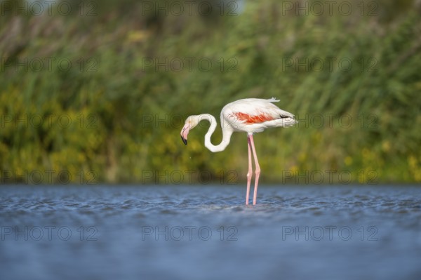 Greater Flamingo (Phoenicopterus roseus) standing in the water, Parc Naturel Regional de Camargue, France