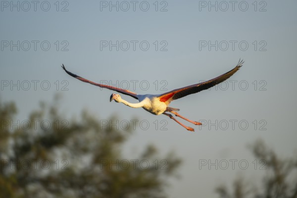Greater Flamingo (Phoenicopterus roseus) flying in the sky at sunset, Parc Naturel Regional de Camargue, France