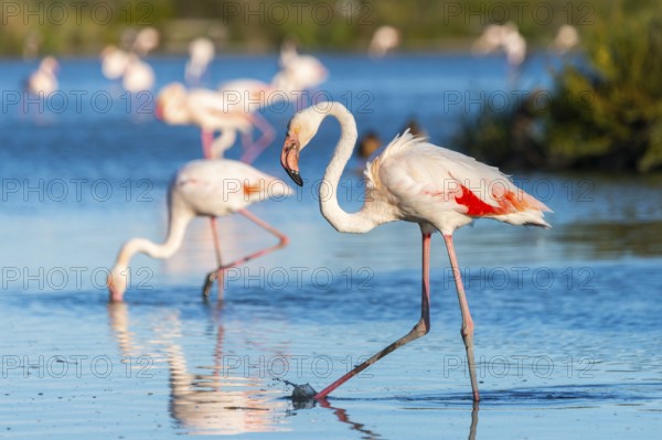 Greater Flamingos (Phoenicopterus roseus) walking in the water, Parc Naturel Regional de Camargue, France