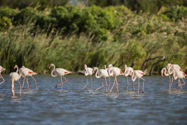 Greater Flamingos (Phoenicopterus roseus) walking in the water, Parc Naturel Regional de Camargue, France