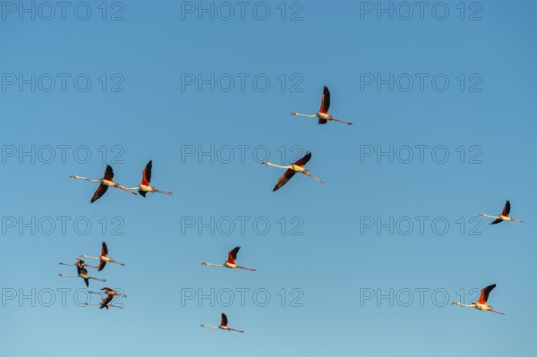 Greater Flamingo (Phoenicopterus roseus) flying in the sky, Parc Naturel Regional de Camargue, France