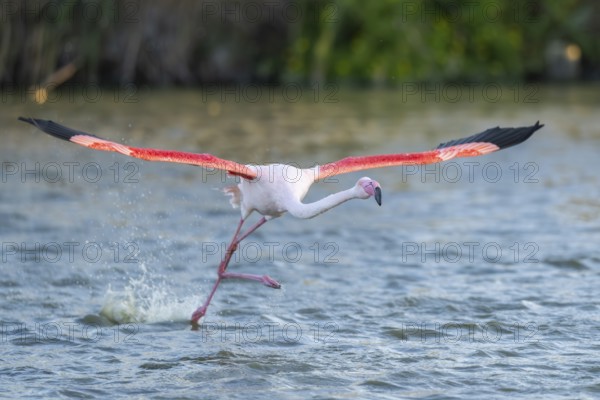 Greater Flamingo (Phoenicopterus roseus) starts flying from the water at sunset, Parc Naturel Regional de Camargue, France