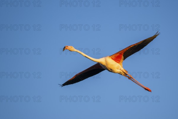 Greater Flamingo (Phoenicopterus roseus) flying in the sky at sunset, Parc Naturel Regional de Camargue, France