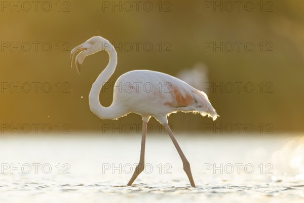 Greater Flamingo (Phoenicopterus roseus) walking in the water at sunset, Parc Naturel Regional de Camargue, France
