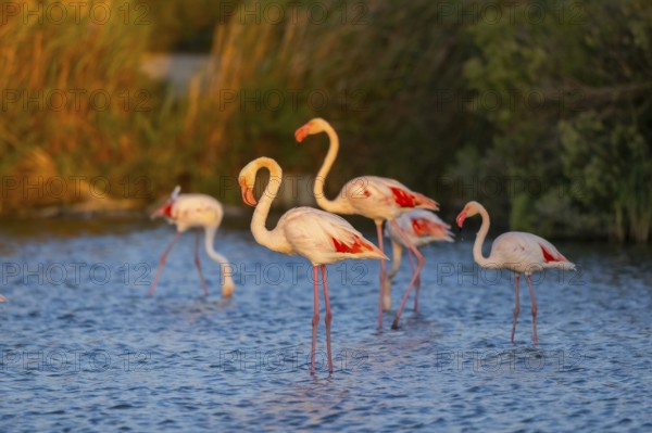 Greater Flamingo (Phoenicopterus roseus) standing in the water at sunset, Parc Naturel Regional de Camargue, France