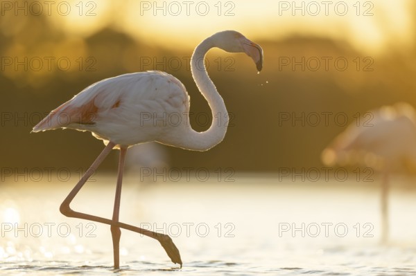 Greater Flamingo (Phoenicopterus roseus) walking in the water at sunset, Parc Naturel Regional de Camargue, France