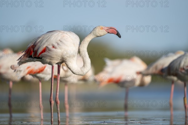 Greater Flamingo (Phoenicopterus roseus) standing in the water, Parc Naturel Regional de Camargue, France