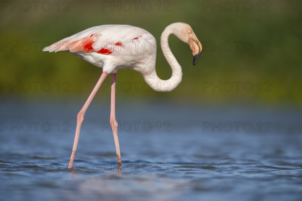 Greater Flamingo (Phoenicopterus roseus) walking in the water, Parc Naturel Regional de Camargue, France