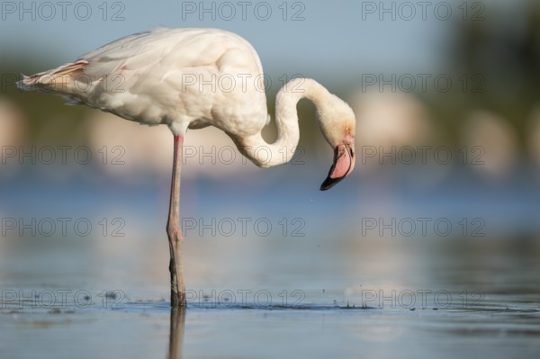 Greater Flamingo (Phoenicopterus roseus) standing in the water, Parc Naturel Regional de Camargue, France