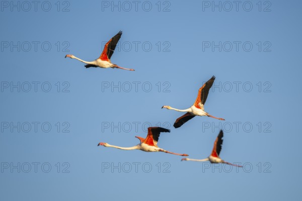 Greater Flamingo (Phoenicopterus roseus) flying in the sky, Parc Naturel Regional de Camargue, France