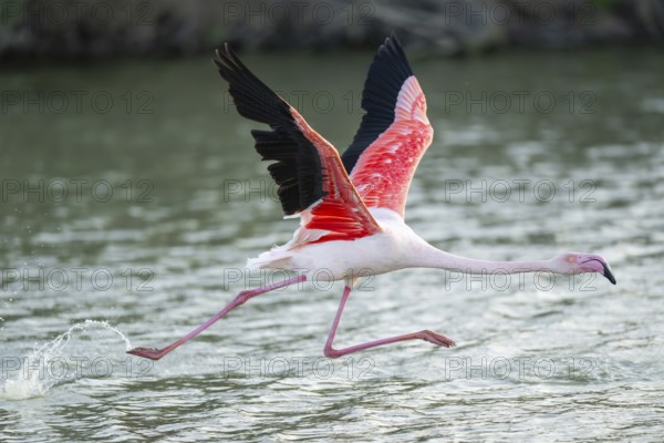 Greater Flamingo (Phoenicopterus roseus) starts flying from the water at sunset, Parc Naturel Regional de Camargue, France