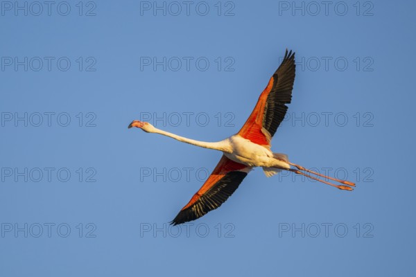 Greater Flamingo (Phoenicopterus roseus) flying in the sky at sunset, Parc Naturel Regional de Camargue, France