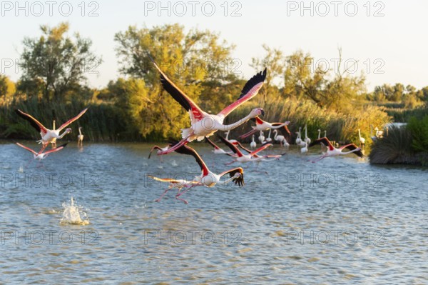 Greater Flamingo (Phoenicopterus roseus) starts flying from the water at sunset, Parc Naturel Regional de Camargue, France