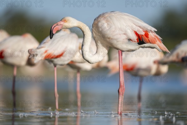 Greater Flamingos (Phoenicopterus roseus) standing in the water, Parc Naturel Regional de Camargue, France