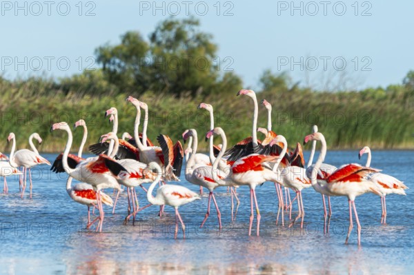 Greater Flamingos (Phoenicopterus roseus) walking in the water while shaking there wings, Parc Naturel Regional de Camargue, France