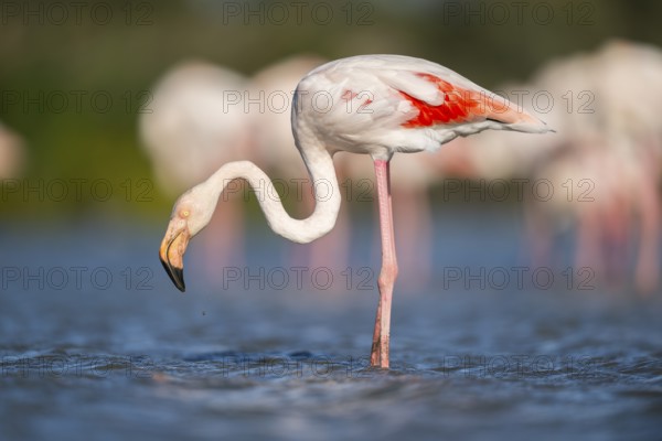 Greater Flamingo (Phoenicopterus roseus) standing in the water, Parc Naturel Regional de Camargue, France
