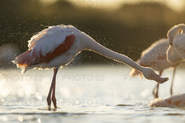 Greater Flamingo (Phoenicopterus roseus) standing in the water at sunset, Parc Naturel Regional de Camargue, France
