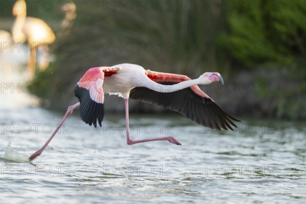 Greater Flamingo (Phoenicopterus roseus) starts flying from the water at sunset, Parc Naturel Regional de Camargue, France