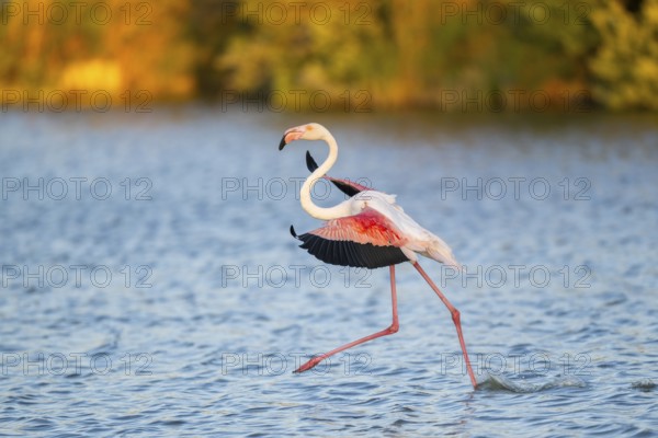 Greater Flamingo (Phoenicopterus roseus) landing in the water at sunset, Parc Naturel Regional de Camargue, France