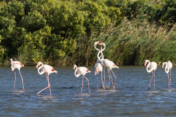 Greater Flamingos (Phoenicopterus roseus) arguing with each other, Parc Naturel Regional de Camargue, France