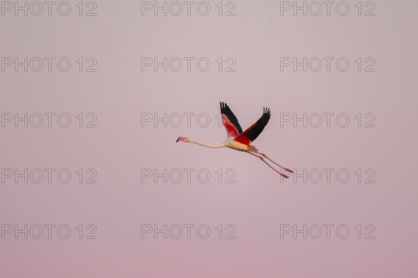 Greater Flamingo (Phoenicopterus roseus) flying in the sky at sunset, Parc Naturel Regional de Camargue, France