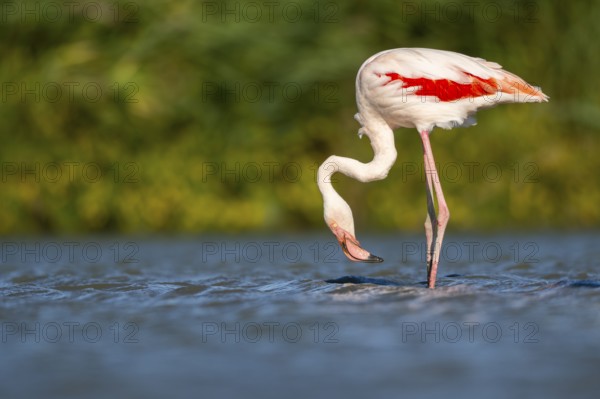 Greater Flamingo (Phoenicopterus roseus) standing in the water, Parc Naturel Regional de Camargue, France