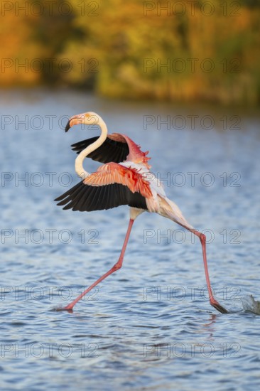Greater Flamingo (Phoenicopterus roseus) landing in the water at sunset, Parc Naturel Regional de Camargue, France
