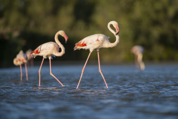 Greater Flamingos (Phoenicopterus roseus) walking in the water, Parc Naturel Regional de Camargue, France
