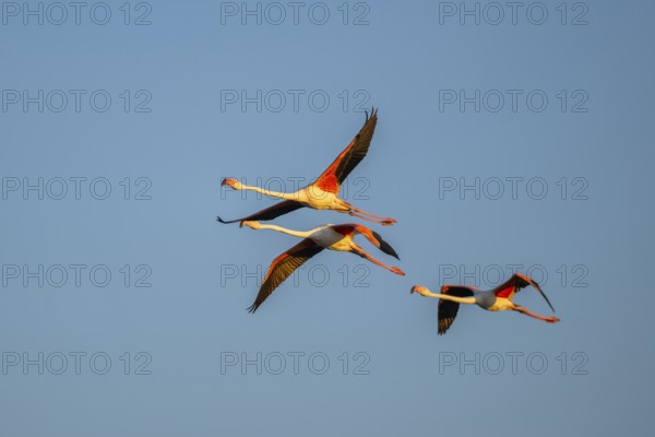 Greater Flamingo (Phoenicopterus roseus) flying in the sky at sunset, Parc Naturel Regional de Camargue, France
