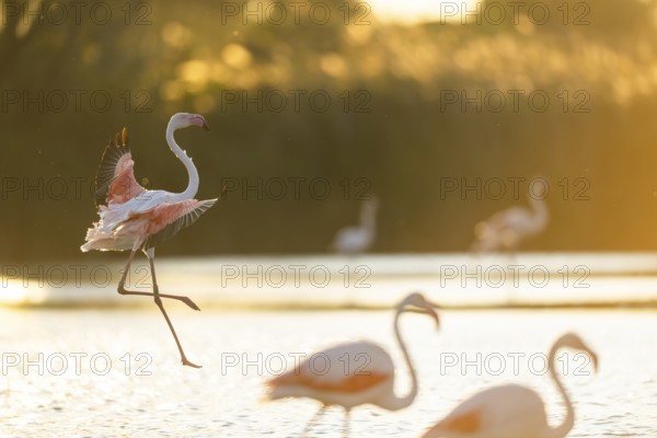 Greater Flamingo (Phoenicopterus roseus) landing in the water at sunset, Parc Naturel Regional de Camargue, France