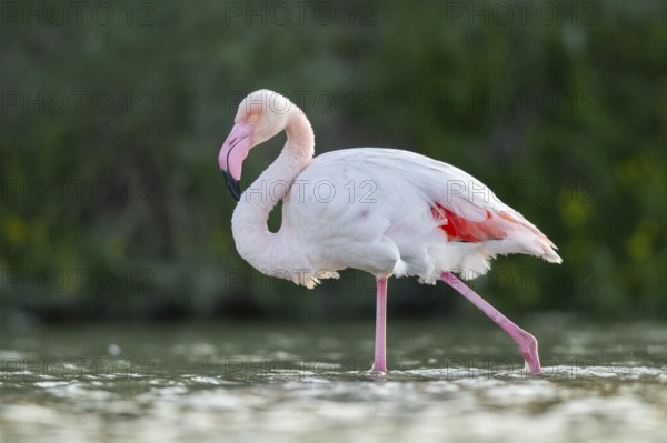 Greater Flamingo (Phoenicopterus roseus) walking in the water at sunset, Parc Naturel Regional de Camargue, France