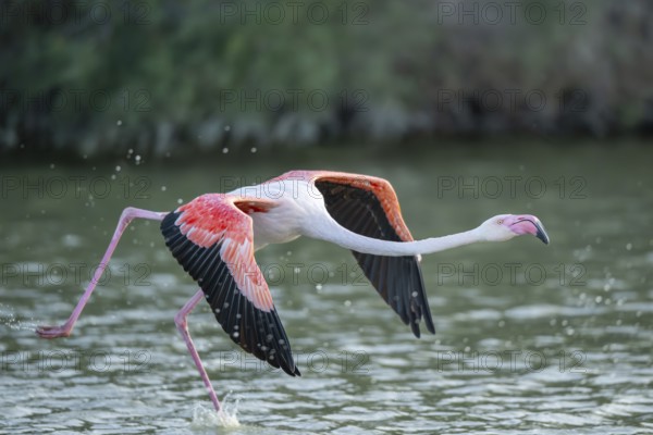 Greater Flamingo (Phoenicopterus roseus) starts flying from the water at sunset, Parc Naturel Regional de Camargue, France