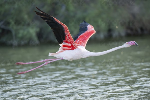 Greater Flamingo (Phoenicopterus roseus) starts flying from the water at sunset, Parc Naturel Regional de Camargue, France