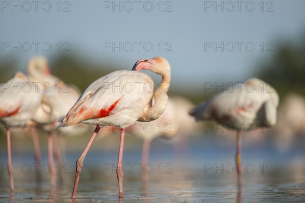 Greater Flamingos (Phoenicopterus roseus) standing in the water, Parc Naturel Regional de Camargue, France